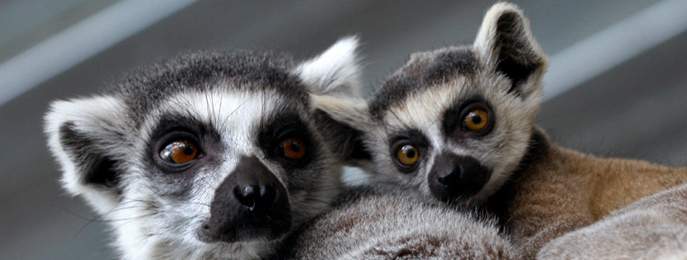 Edmonton Valley Zoo Alberta Canada