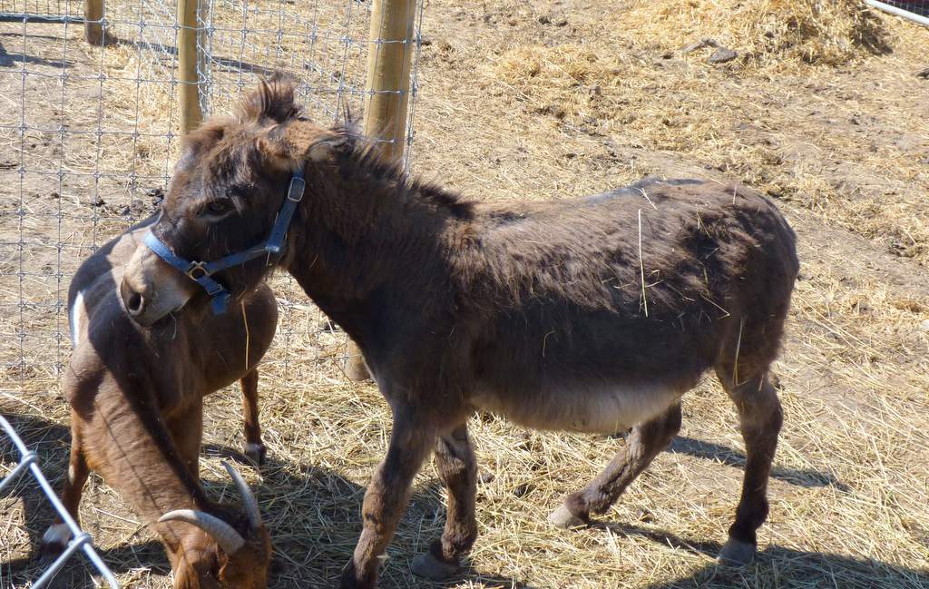 Zoos and Petting Zoos in Greater Toronto Area
