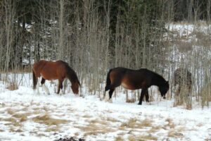 Spring Break Getaway Ideas in Alberta