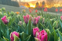 U-Pick Flower Farms and Fields to Visit Near Toronto