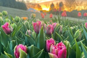 U-Pick Flower Farms and Fields to Visit Near Toronto