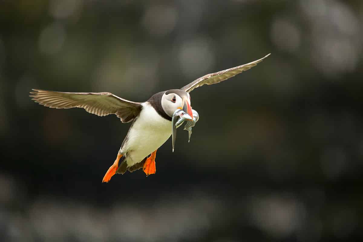 Atlantic Puffins Atlantic Puffins