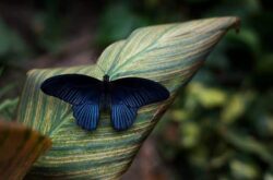 Carleton University Butterfly Show