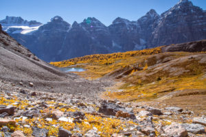 15 Fall Hikes to See Golden Larches in and Around Calgary