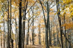20 Fantastic Fall Colour Hikes Around Winnipeg