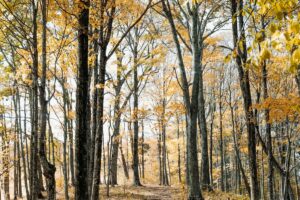 15 Fantastic Fall Colour Hikes Around Winnipeg
