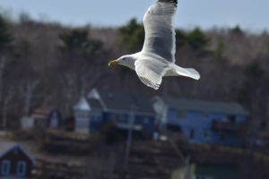 15 Places to Go Birding in and around Halifax