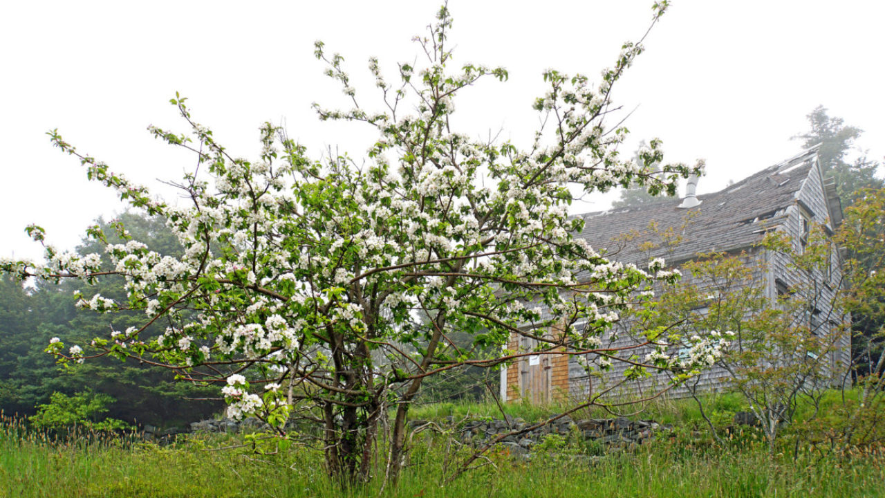 12 Places To See Apple Blossoms In Nova Scotia To Do Canada 12 Places To See Apple Blossoms In Nova Scotia To Do Canada