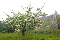 12 Places to See Apple Blossoms in Nova Scotia