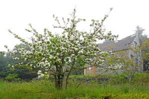 12 Places to See Apple Blossoms in Nova Scotia