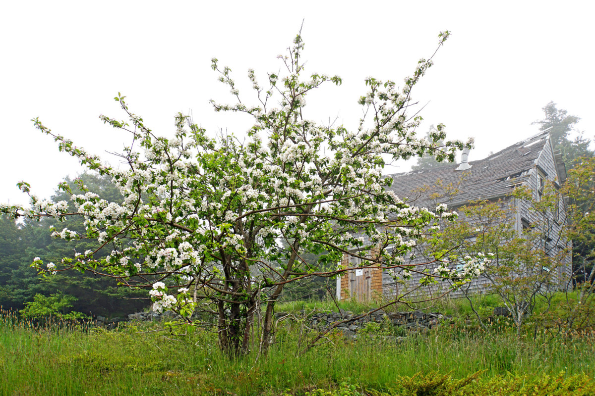 12 Places To See Apple Blossoms In Nova Scotia To Do Canada