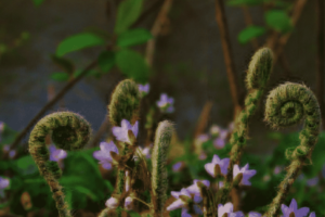 15 Things to Do during Spring in New Brunswick