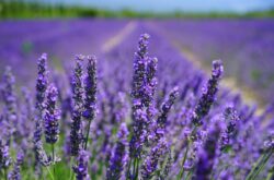 Lavender Farms Within Two Hours of Downtown Toronto For a Delightful July Stroll