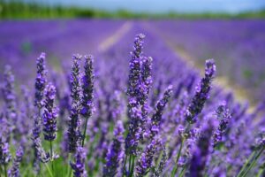 Lavender Farms Within Two Hours of Downtown Toronto For a Delightful July Stroll