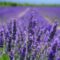 Lavender Farms Within Two Hours of Downtown Toronto For a Delightful July Stroll