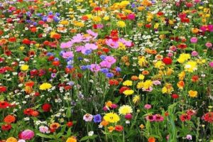 Things to Do in Edmonton in May