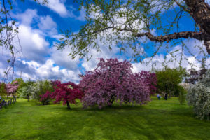 19 Gardens You Should Explore in and Around Ottawa