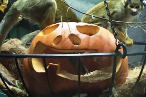 Boo! at the Zoo!