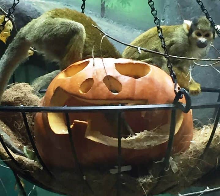 Boo! at the Zoo!