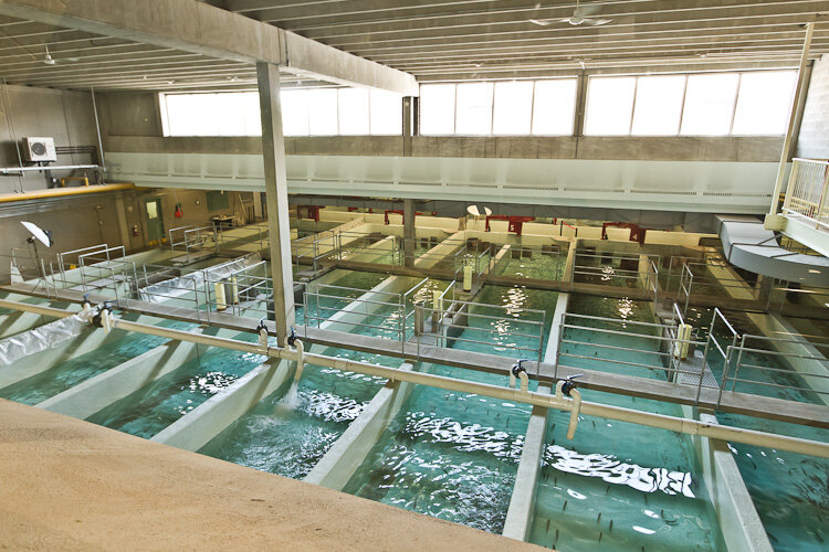 Guided Fish Hatchery Tour