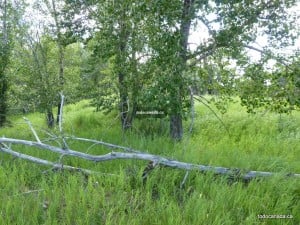 Fish Creek Provincial Park