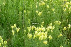 Nose Hill Park