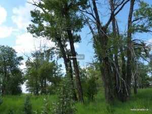 Nose Hill Park
