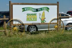 Calgary Corn Maze