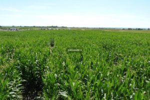 Corn Mazes in Alberta