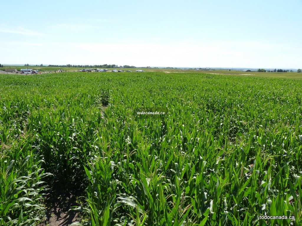 Corn Mazes in Alberta