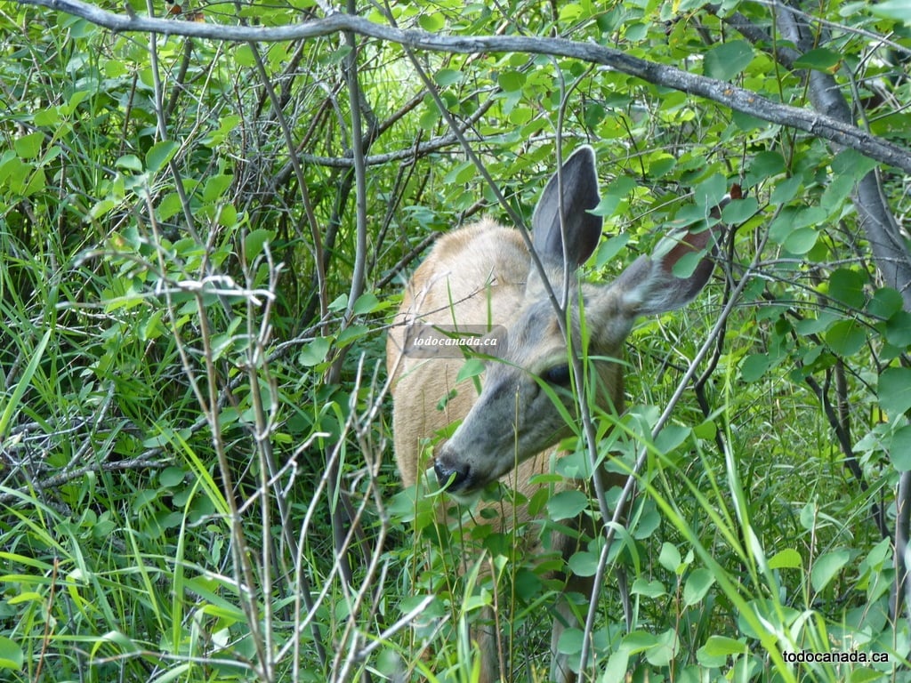 Inglewood Bird Sanctuary Calgary Alberta Canada A Trip Guide