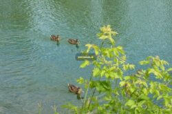 Carburn Park