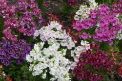reader rock garden