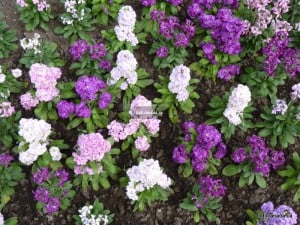 Reader Rock Garden