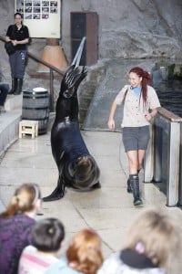 Sea Lions Rock - Marine Life