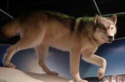 The Den Wild Life Museum