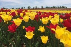 Sandhill Creek Tulip Fest
