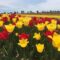 Sandhill Creek Tulip Fest
