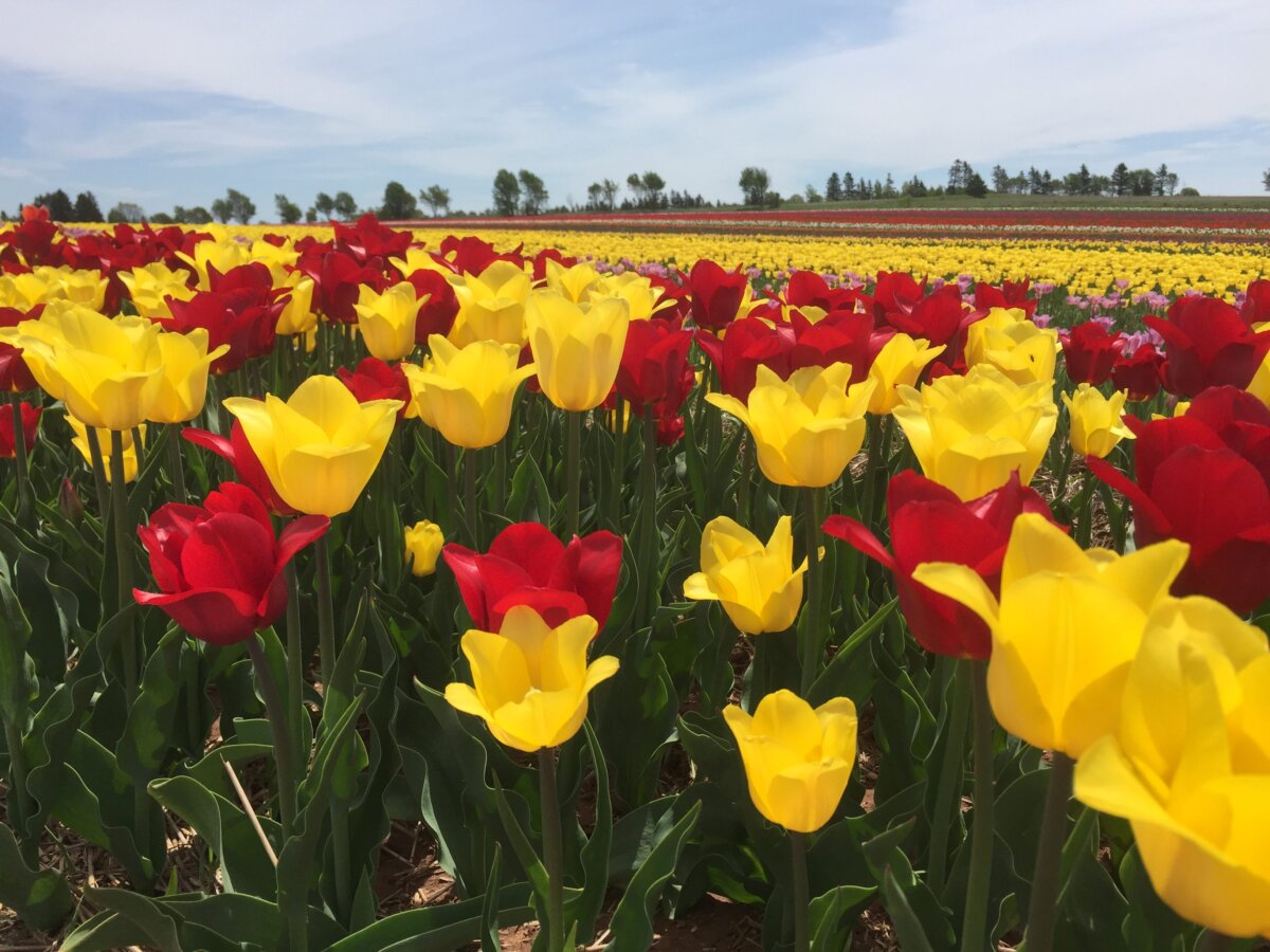 Sandhill Creek Tulip Fest