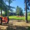 Ontario Weekend Tree Farm Experience