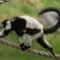 2026_wild-after-hours-lemurs-