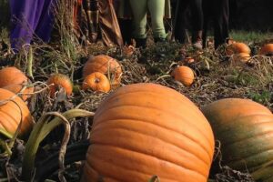 Haunted Pumpkin Festival