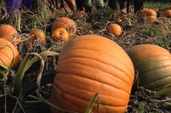 Haunted Pumpkin Festival