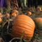 Haunted Pumpkin Festival