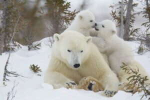 A Rare Wildlife Experience at World’s Largest Polar Bear Denning Area: Polar Bear Moms and Cubs of Churchill
