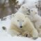 A Rare Wildlife Experience at World’s Largest Polar Bear Denning Area: Polar Bear Moms and Cubs of Churchill
