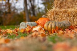 50 of the Top Calgary Events & Festivals to Attend This Fall - 2026