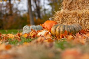 50 of the Top Calgary Events & Festivals to Attend This Fall - 2026