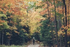 25 Hikes to Enjoy Fall Colours in Ontario