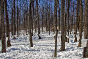 25 Maple Farms and Sugar Shacks to Visit in Ontario